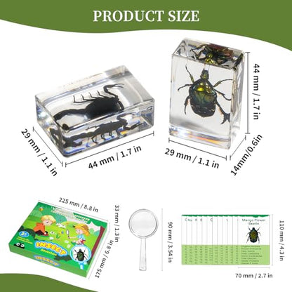 12Pcs Insect Specimens Set, Real Insect Taxidermy in Resin Specimens with Magnifier & Info Cards, Unique Science Classroom Science Education Animal Specimens, Bug Preserved, Oddities, Biology - color: 12 Pcs Insect Set 2