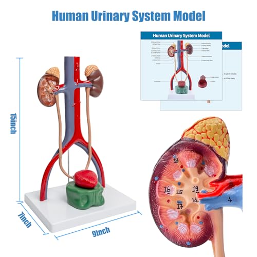 Male Urinary System Anatomy Model, Human Life Size Removable Bladder Kidneys Ureters and Adrenal Glands with Product Manual Card and PVC Base Labeled Numbered for Medical Education Study