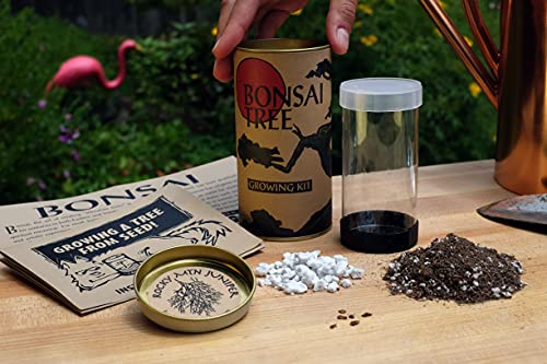 Bonsai Tree | Rocky Mountain Juniper | Seed Grow Kit | The Jonsteen Company