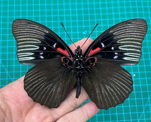 Real Sasakia Funebris Black Empress Butterfly Unmounted Taxidermy BU-134 - color: 1 Butterfly #134