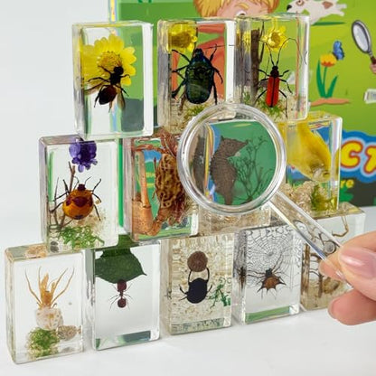 12 Pcs Insect Taxidermy in Resin, Interesting Microlandscape Insect Specimen Set for Back-to-School Gifts Oddities Bug Collection Paperweights Science Education Supplies