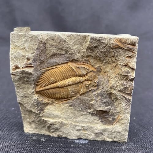 zonzxcv Trilobite Fossil Real Fossils Come from Western Hunan of China for Collections and Education (Information Card Included)