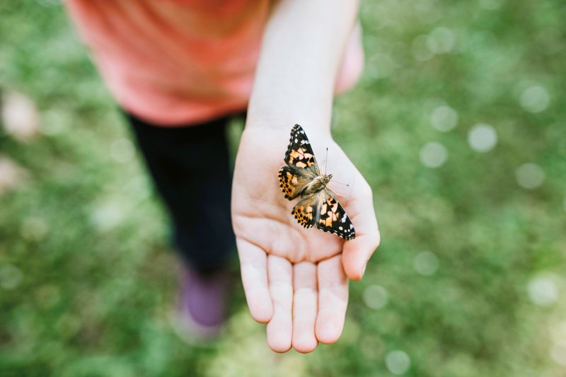 Insect Lore Butterfly Farm with Pre-Paid Voucher to Redeem Caterpillars - Ultra-Clear Dome Habitat, STEM Journal, Chrys-A-Lid Holder - Give the Gift of Raising Painted Lady Butterflies