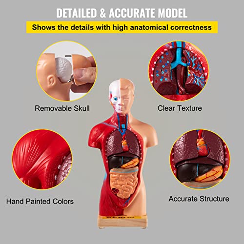 VEVOR Human Torso Anatomy Model, 15 Parts, 11 Inch Human Body Model w/Brian Skull Head Heart and Removable Organs, Display Base & Product Manual Included, for Student Education Learning Display