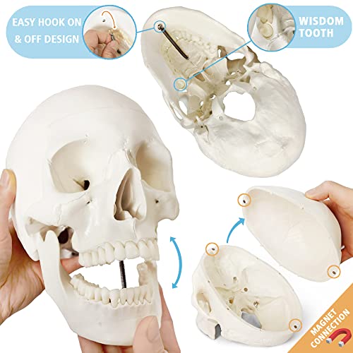 Merinden Human Skeleton Model For Anatomy 67 inch High, Full Size Skeleton Models with 3 Poster, Skull, Spine, Bones, Articulated Hand & Foot, for Anatomy Medical Learning