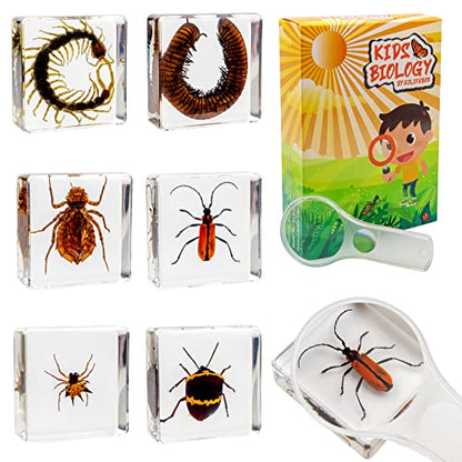 Insect Specimen Set, Bugs Collection Scientific Education Gift for Kids Aged 3-8-12 (Millipede, Centipede, Dragonfly Larvae, Tea Seed Bug, Red Longhorn Beetle, Spiny Spider) - style: Millipede, Centipede, Dragonfly Larvae, Tea Seed Bug, Red Longhorn Beetl