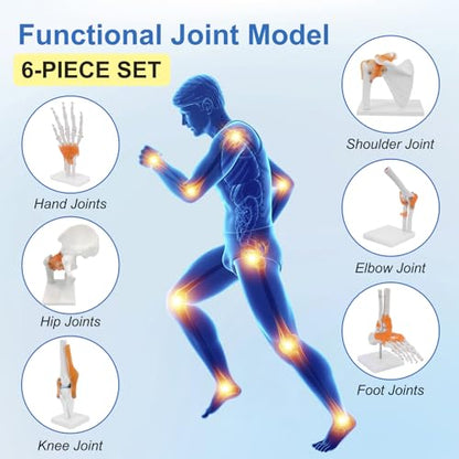qzzXoq Human Joint Model Anatomy Set, Life Size Shoulder Elbow Hip Knee Hand Foot with Ligaments 6 Pieces Skeleton Joint Set Human Skeleton Anatomical Model for Medical Education and Training