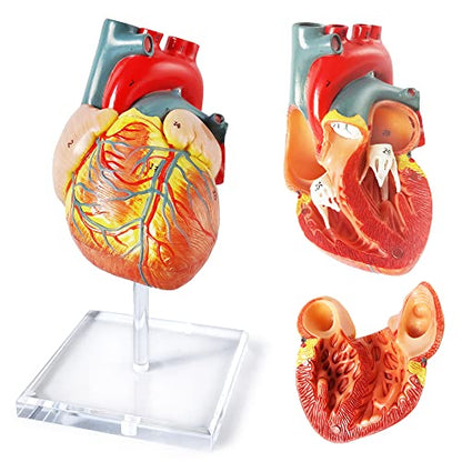 Merinden Human Heart Model for Anatomy, Life Size 2 Part