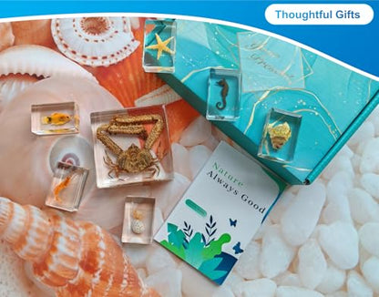 7 Marine Life Specimens Ocean Animals in Resin,Large Crab Taxidermy with Information Cards,Aquatic Insect Specimen Bug Supplies,Marine Biology Gifts,Starfish Collection Aquarium Coastal Décor (Ocean) - size: 7 Marine Life