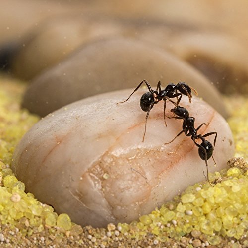 Sand Ant Farm L (Formicarium (Anthill, Formicarium, Educational, Ants)