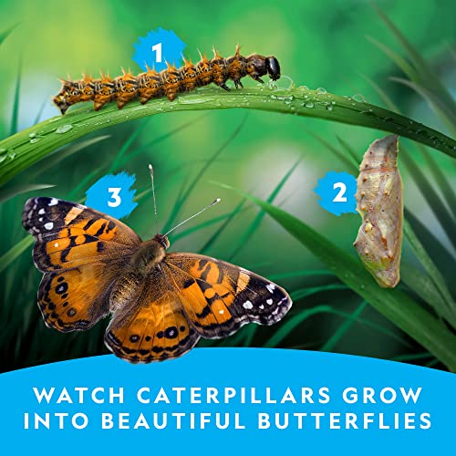 National Geographic Butterfly Growing Kit for Kids Nature Activity - style: Starter Butterfly Kit