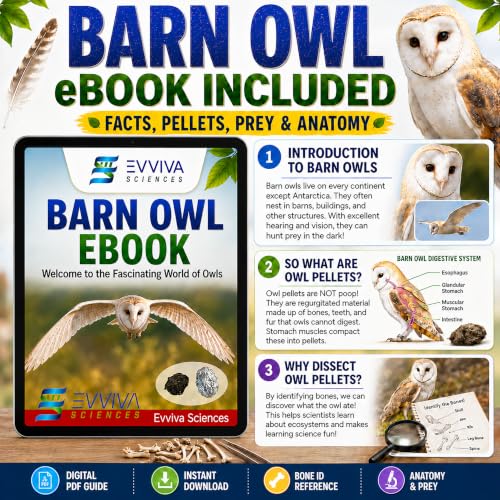 ES EVVIVA SCIENCES Owl Pellet Kit - Dissect 30 Mostly Small Real Owl Pellets w/Tools & PDF Bone Charts - Science Education Kit for Ages 15+ - Hands-On Animal Biology Science Lab Activity