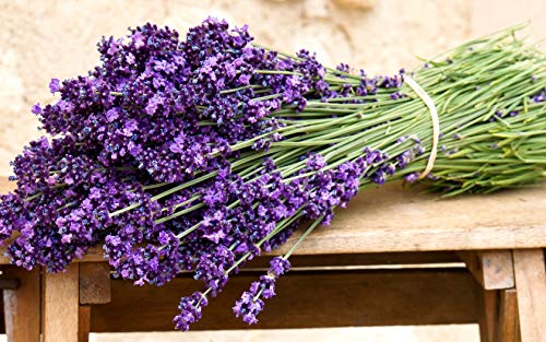 Lavender Seeds for Planting Herb Garden About 100 Seeds Spring or Fall Planting