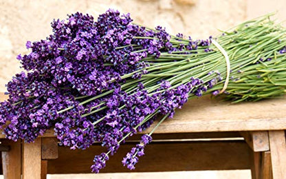 Lavender Seeds for Planting Herb Garden About 100 Seeds Spring or Fall Planting