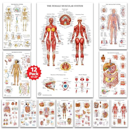 12 Human Anatomy Posters - Medical Posters 18x30 - Laminated Poster