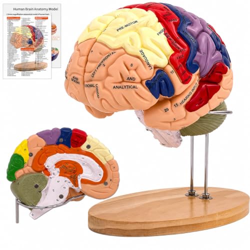 DSFGFRR Human Brain Model 2X Life‑Size, Brain Anatomy Model for Neuroscience, 4‑Part Detachable 3D Brain Model with Laser‑Engraved Labels and Stand for Psychology Neuroscience Learning