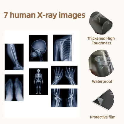X-ray Science Education Package for Human Anatomy and Bone Parts is Suitable for Light Table and lamp Fittings.