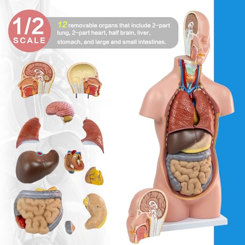 HADWYN 12 Pcs Removable Human Torso Model,20 inch Anatomy Torso Model