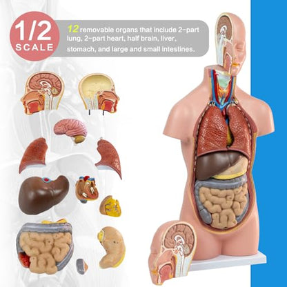 HADWYN 12 Pcs Removable Human Torso Model,20 inch Anatomy Torso Model