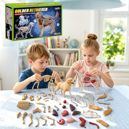 4D Vision Dog Anatomy Model, 34 Removable Parts, Detailed Display Model - size: Dog Model