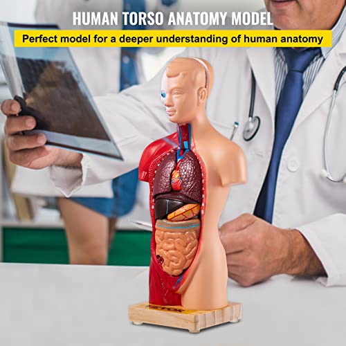 VEVOR Human Torso Anatomy Model, 15 Parts, 11 Inch Human Body Model w/Brian Skull Head Heart and Removable Organs, Display Base & Product Manual Included, for Student Education Learning Display