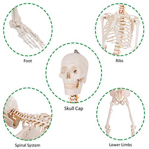 GIANTEX Life Size 70.8" Human Anatomical Anatomy Skeleton Medical Model + Stand