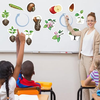 Relaxweex 12 Pcs Magnetic Plant Life Cycle Toys for Kids Educational Preschool Science Center Materials Plant Life Cycle for Kids Science Exploration Activities Learning Game Classroom Supplies