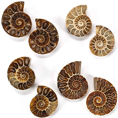 KALIFANO Fossil Collection Kit - Includes a Shark Tooth Fossil, Ammonite Shell Pair, Trilobite, and Orthoceras with Information Cards (Family Owned/Operated)