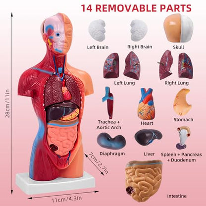 11 Inch Small Human Body Model for Anatomy Study - 15 Detachable Parts Educational Torso with Internal Organs, DIY Assembly Anatomy Model for Students, Teachers, and Medical Healthcare Professionals