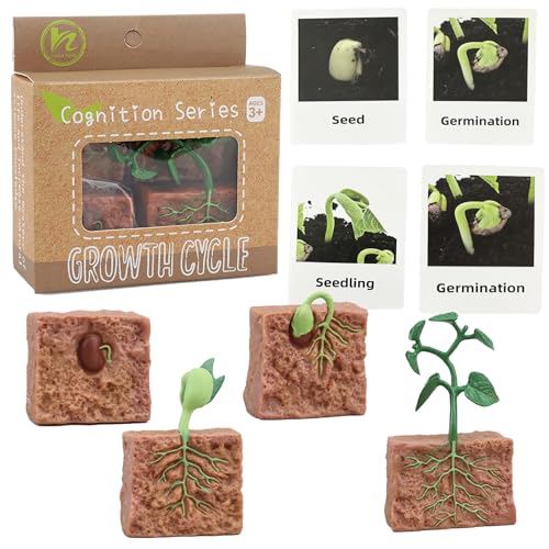 Mbrain 4 pcs Plant Growth Cycle with Flash Cards,Life Cycle Learning & Education Toys,Montessori Toys,Gift for Girl & Boy for 3 4 5 6 7 Year Old (Plant) - color: Plant