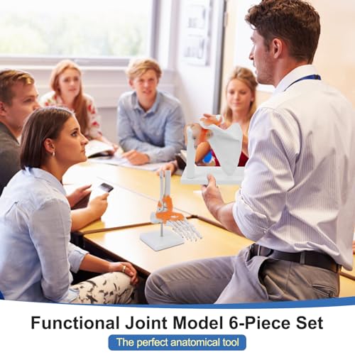 qzzXoq Human Joint Model Anatomy Set, Life Size Shoulder Elbow Hip Knee Hand Foot with Ligaments 6 Pieces Skeleton Joint Set Human Skeleton Anatomical Model for Medical Education and Training