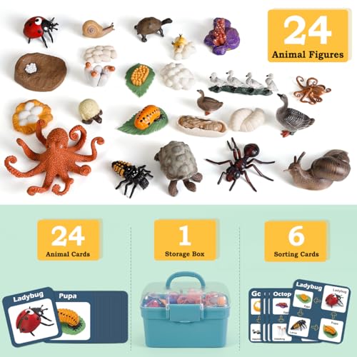 Life Cycle Toys for Kids - Life Science Education Kits: Ladybug, Ants, Goose, Land Turtle, Snail, Octopus - 24 Pieces Animal Models STEM Learning Toys for 3-10 Year Old - style: Ladybug/Ants/Goose/Land Turtle/Snail/Octopus