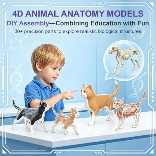 4D Vision Cat Anatomy Model, 35 Detachable Parts, Plastic Educational Model - size: Cat Model