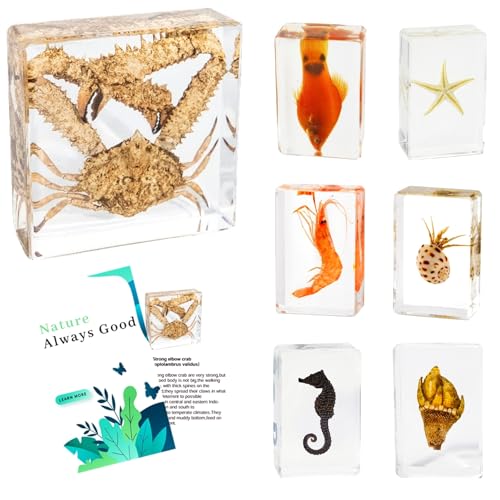 7 Marine Life Specimens Ocean Animals in Resin,Large Crab Taxidermy with Information Cards,Aquatic Insect Specimen Bug Supplies,Marine Biology Gifts,Starfish Collection Aquarium Coastal Décor (Ocean) - size: 7 Marine Life