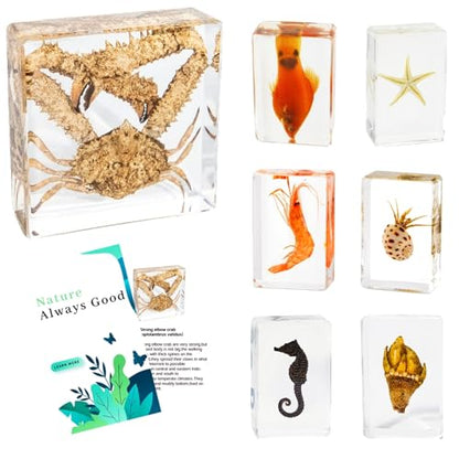 7 Marine Life Specimens Ocean Animals in Resin,Large Crab Taxidermy with Information Cards,Aquatic Insect Specimen Bug Supplies,Marine Biology Gifts,Starfish Collection Aquarium Coastal Décor (Ocean) - size: 7 Marine Life