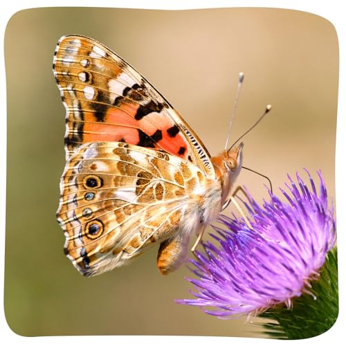 Insect Lore Butterfly Garden with 5 Live Baby Caterpillars - STEM Activity Journal, Habitat, Chrys-A-Lid Holder and Feeder Included | Raise and Release Painted Lady Butterflies - style: Live Butterfly Garden