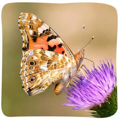 Insect Lore Butterfly Garden with 5 Live Baby Caterpillars - STEM Activity Journal, Habitat, Chrys-A-Lid Holder and Feeder Included | Raise and Release Painted Lady Butterflies - style: Live Butterfly Garden