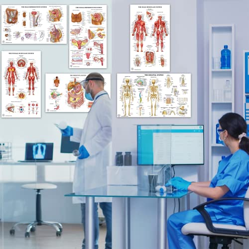 12 Human Anatomy Posters - Medical Posters 18x30 - Laminated Poster