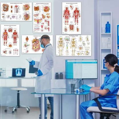 12 Human Anatomy Posters - Medical Posters 18x30 - Laminated Poster