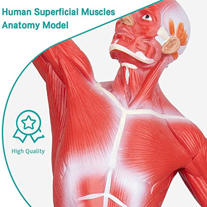Human Muscles Anatomy Model - Miniature Superficial Anatomical Muscular Movement System Model Mini 1/4 Life Size Anatomical Reference Model for Medical Office & Professional Academic Institutions