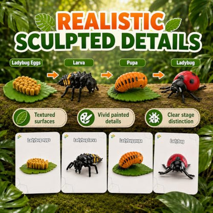 Montessori Life Cycle Animal Figures with Flash Cards, Lifelike Animal Growth Cycle Biological Model Set (Ladybug) - style: Ladybug