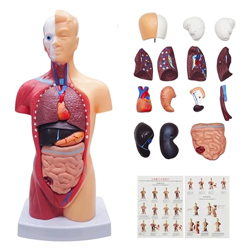 2026 New 11 inch Human Body Model for Anatomy, 15 Pcs Removable Human Torso Anatomy Model for Teaching, Medical Education Display, with Product Manual