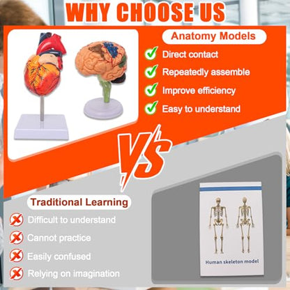 Human Anatomy Models Bundle Set, Brain, Human Torso Body, Heart & Skeleton
