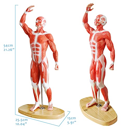 Human Muscle Model, 20" Miniature Muscular System Model - color: Human Muscle Model-1/4 Lifesize