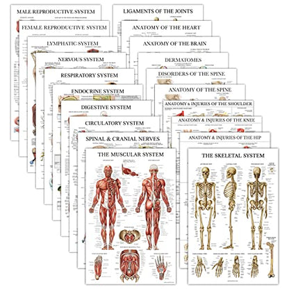 20 Pack - Anatomical Posters - Laminated - Muscular, Skeletal, Digestive, Respiratory, Circulatory, Endocrine, Lymphatic, Male & Female, Nervous, Spinal Nerves, Anatomy Charts - 18" x 24"