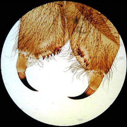 AmScope PS100A Prepared Microscope Slide Set, 100 Slides Set A - style: PS100A