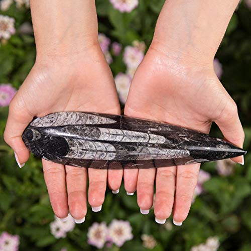 KALIFANO Fossil Collection Kit - Includes a Shark Tooth Fossil, Ammonite Shell Pair, Trilobite, and Orthoceras with Information Cards (Family Owned/Operated)