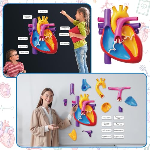 Magnetic Heart Anatomy Model with Labels Clearly Heart Structure Magnets Decoration Magnetic Teaching Aids Science Anatomy Magnet for Lab Decorations Teacher Must Haves Teaching Aid