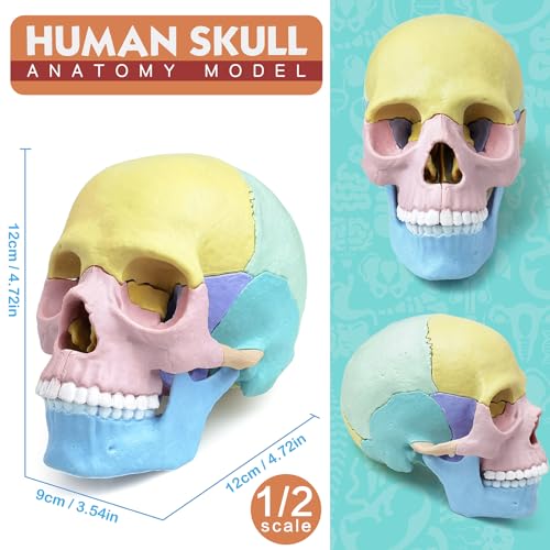 NEW HORIZON Human Anatomy Skull Model 17 Parts,Detachable Palm Sized Mini Human Medical Skull Model, Medical Clinic Teaching Equipment,with Detailed Manual