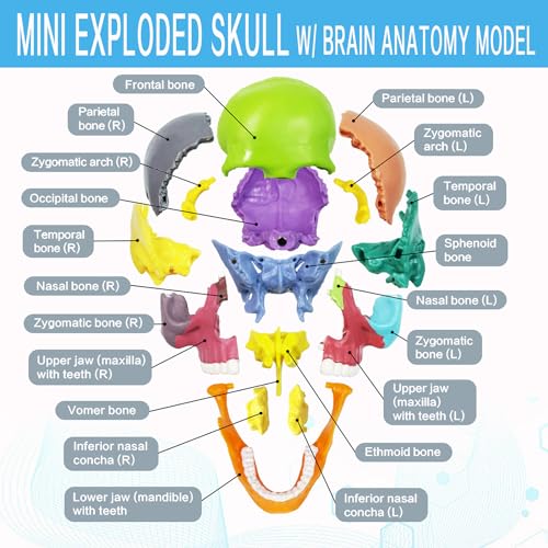 Anatomy Skull Model 15+5 Parts Human Color Exploded Skull Detachable